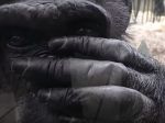 Video: Šimpanz spozoroval svoj odraz v kamere. Takto naň zareagoval