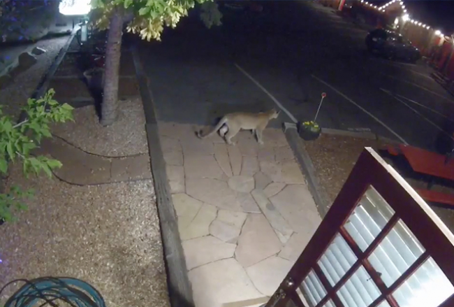 Video: Kamera zachytila pumu na recepcii motela
