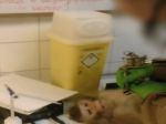 Video: Uniknutý záznam ukazuje sadistické podmienky testovania na opiciach