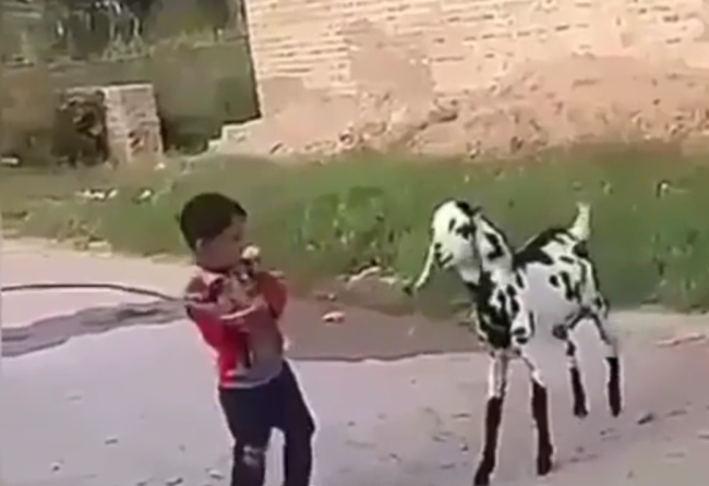 Video: Chlapec s úsmevom bil kozu. Dostal však príučku, akú nečakal