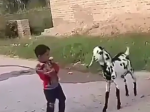 Video: Chlapec s úsmevom bil kozu. Dostal však príučku, akú nečakal