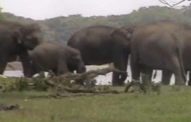 Video: 300 slonov sa prišlo rozlúčiť so svojím mŕtvym kamarátom