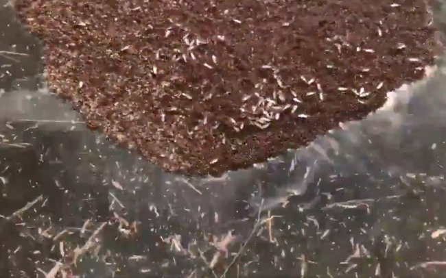 Video: Toto začali robiť mravce, keď ich zasiahol hurikán. Môže to ohroziť ľudí