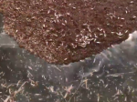 Video: Toto začali robiť mravce, keď ich zasiahol hurikán. Môže to ohroziť ľudí