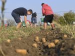 Počasie ovplyvní úrodu zemiakov, na juhu SR klesne, na severe bude vyššia