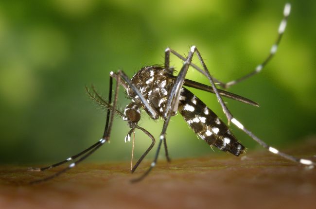 Západonílskej horúčke už podľahlo vyše 30 ľudí, medzi nimi aj Češka