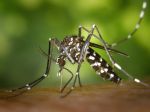 Západonílskej horúčke už podľahlo vyše 30 ľudí, medzi nimi aj Češka