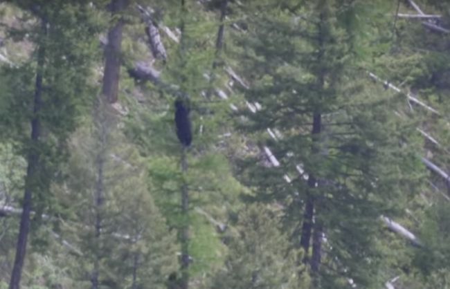 Video: Pri úteku pred medveďom nikdy nešplhajte na strom! Takto rýchlo po ňom vie vyliezť