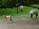Bratislavská zoo si v nedeľu pripomenie Svetový deň zvierat
