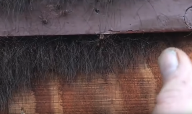 Video: Muž našiel pod oknom niečo zvláštne. Potom sa toho dotkol prstami
