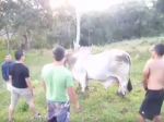  Video: Mladík si chcel osedlať býka. Ten však mal iný názor