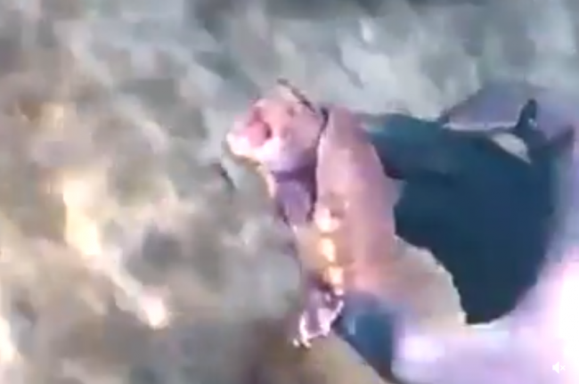 Video: Potápači provokovali korytnačku. Po tom, čo im urobila, prestali nahrávať