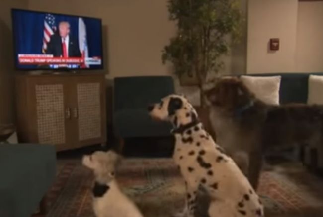 Video: Donald Trump dokáže dávať povely psom aj priamo z televízie