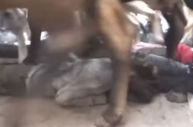Video: Muži v Indii si líhajú na zem, aby po nich postúpali kravy
