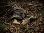 V blízkosti pezinských vinohradov sa našlo telo mŕtveho muža