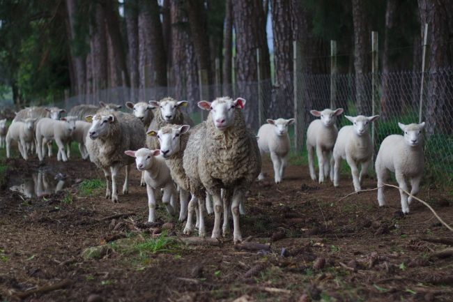 PETA žiada zmenu názvu dediny – podľa organizácie podporuje týranie zvierat