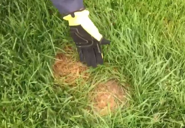 Video: Pozor pri stúpaní na vyschnutú trávu – toto sa pod ňou môže skrývať!