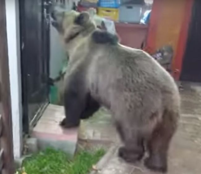 Video: Medveďa pred vstupom do domu nezastavia ani dvere