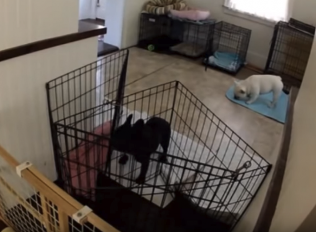Video: Majitelia nastražili kameru na svojho psa. Týmto kúskom ich prekvapil