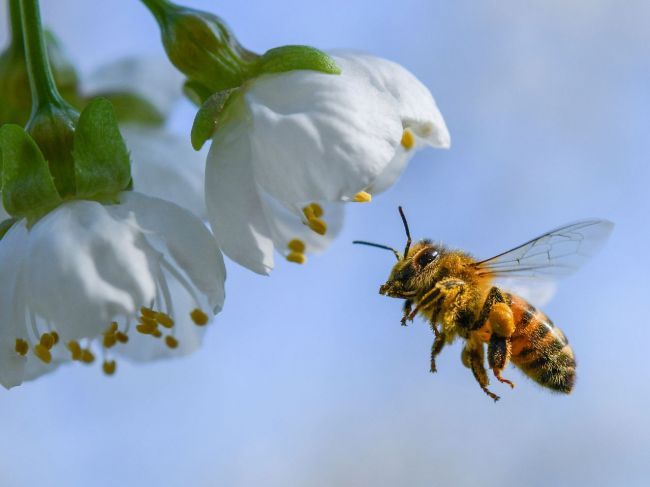 Fínski vedci vyvinuli vakcínu na boj proti vymieraniu včiel