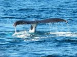 Japonsko vystúpi z IWC a obnoví komerčný lov veľrýb