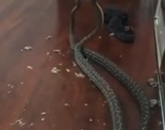 Video: Rodine sa cez strop prepadli hady, odchytová služba prezradila, čo robili