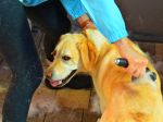 Vypadávanie srsti: 5 spôsobov, ako sa zbaviť nadmerných chlpov u psa