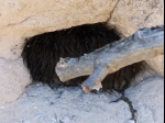 Video: Muž si myslel, že našiel v jaskyni spiace zviera. Potom doňho štuchol palicou