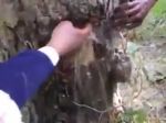 Video: Toto všetko sa na vás môže vyvaliť, keď zatnete sekeru do stromu