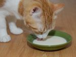 Môžeme mačky kŕmiť mliekom?