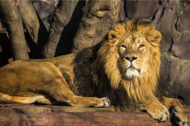 Lev zabil muža, ktorý preliezol plot v zoologickej záhrade
