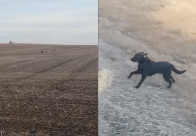 Video: Rodine v noci ušiel pes. Na druhý deň ho našli, no mal neobvyklú spoločnosť