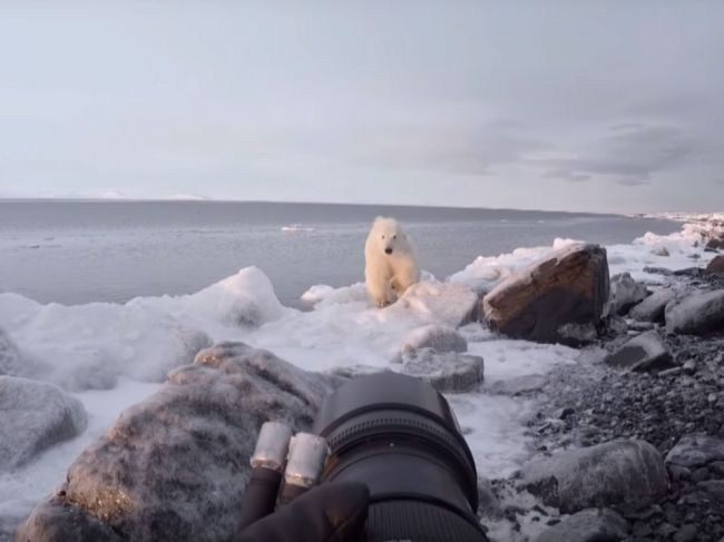 Video: Zvedavý polárny medveď sa priblížil k fotografovi. Ten namiesto úteku spravil toto!