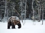 Predpoveď počasia: Keď je na Hromnice pekne, medveď sa obráti na druhú stranu