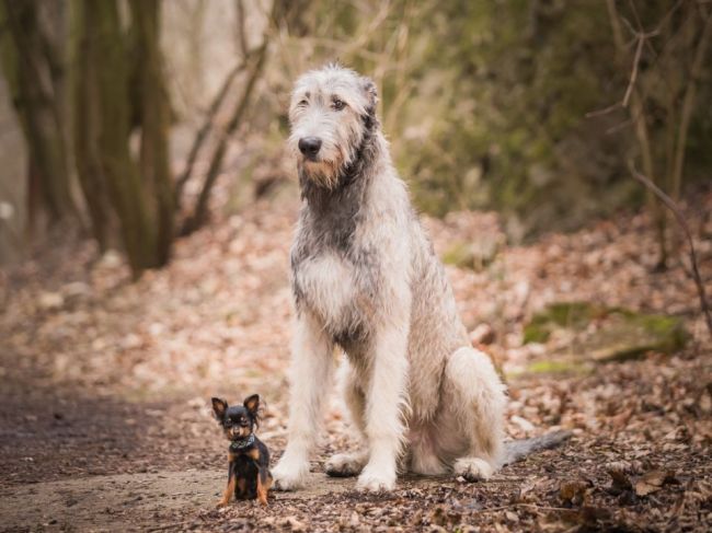 Sú múdrejšie malé alebo veľké psy? Odborníci rozhodli