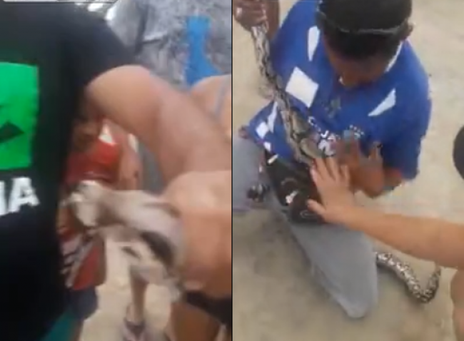 Video: Muži si podávali hada, akoby to bola hračka. Malo to hrozivú dohru