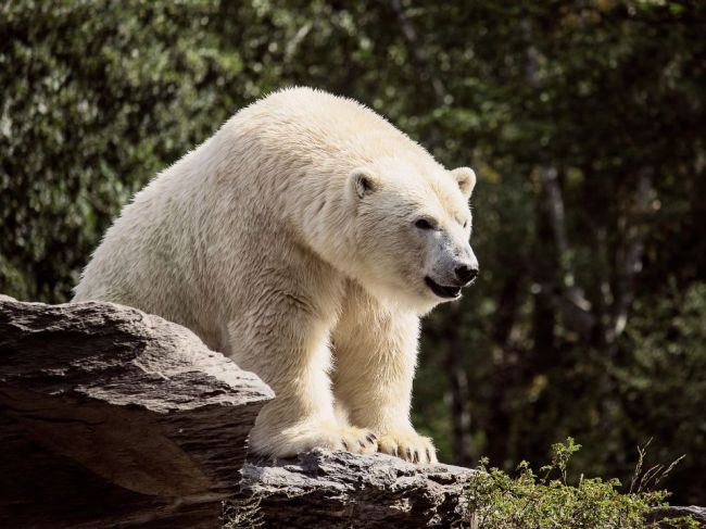 V Rusku vyhlásili po invázii medveďov bielych stav núdze