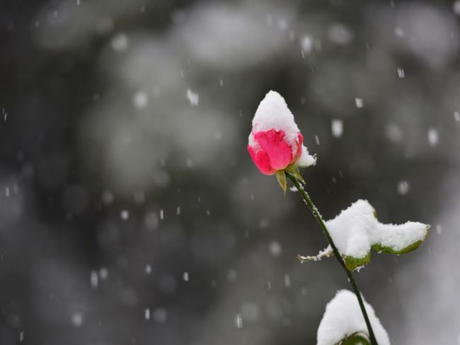 Predpoveď počasia: Na svatého Valentína zamrzne i kolo mlyna