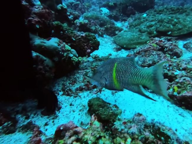 Video: Drobná rybka priviedla potápačov ku skrytému tajomstvu na dne oceána