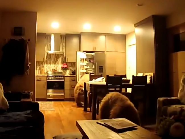 Video: Hladné medvede si našli cestu do domu. Majiteľovi vydrancovali celú chladničku