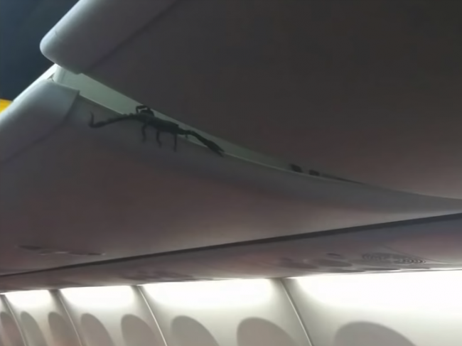 Video: Pasažierov vyhnal z lietadla obrovský škorpión