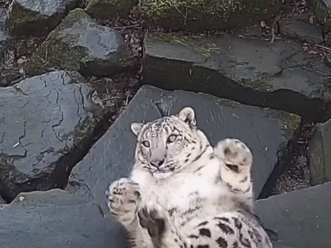 Video: V ZOO nainštalovali novú kameru. Z reakcie snežného leoparda sa všetci smiali