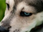 Opitý Slovák v Rakúsku zneužíval šteňa na žobranie, polícia mu ho odobrala