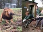 Video: V ZOO nechali deti hrať sa s levmi a tigrami, aktivisti bijú na poplach