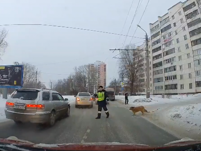 Video: Pes poslušne stál pri ceste, kým ho nevyzval policajt