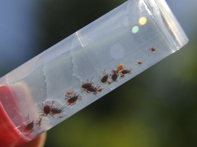 Prvú očkovaciu dávku proti kliešťovej encefalitíde treba aplikovať vo februári