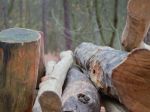 Aktivisti žalujú inštitúcie EÚ, lesnú biomasu nepovažujú za obnoviteľné palivo