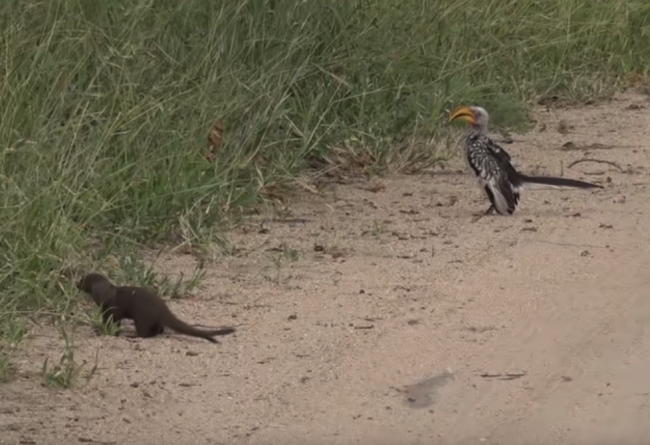 Video: Mangusta predviedla úžasný trik, aby oklamala zoborožca