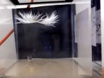 Video: Budú pierko a kov padať vo vákuovej komore rovnakou rýchlosťou?
