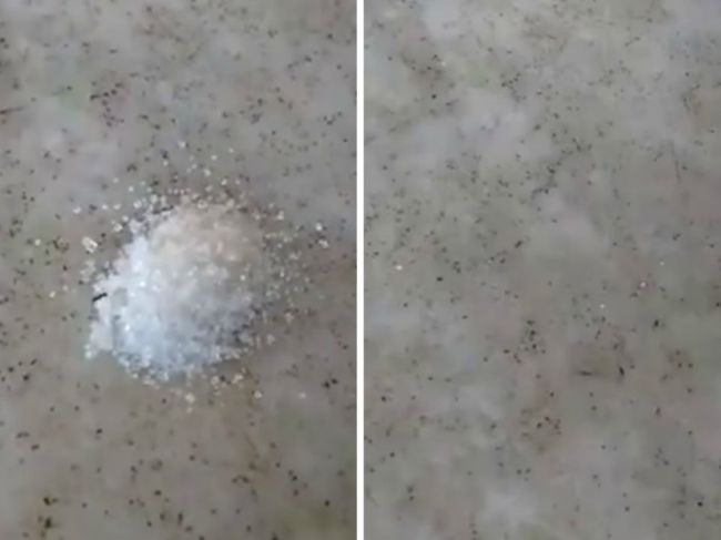 Video: Muž si vystrelil z mravcov v kuchyni. Pripravil im dokonalú pascu
